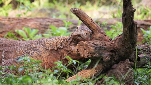 Komodo dragons rub their bodies against wood for several main reasons, primarily to mark territory and clean themselves.