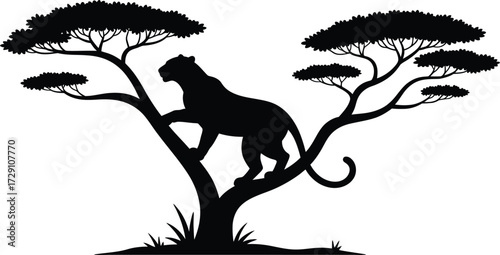 Black panther climbing acacia tree leopard jaguar