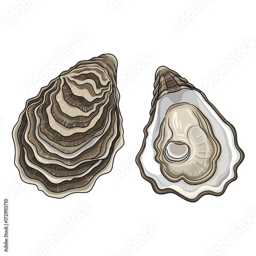 A pair of oysters on a white background.