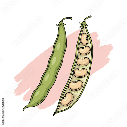 Two green pods with beans inside and out.