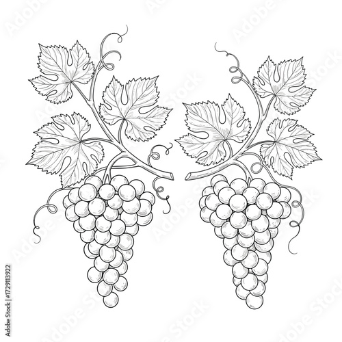 Decorative vines with bunches of grapes and leaves.