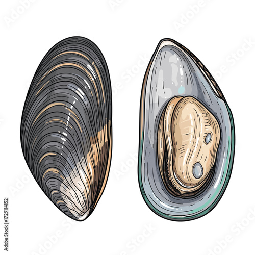 Two mussels one closed and one open showing the inside seafood delicacy.