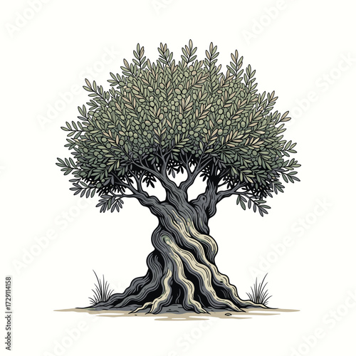 An ancient gnarled olive tree with a thick trunk and sprawling branches.