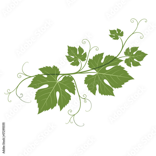 A graceful green vine with swirling tendrils extends across the frame.