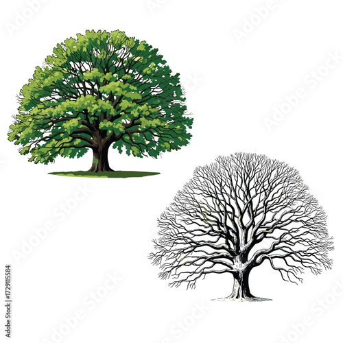 Two depictions of a grand deciduous oak tree showing its lush green foliage and bare winter branches.