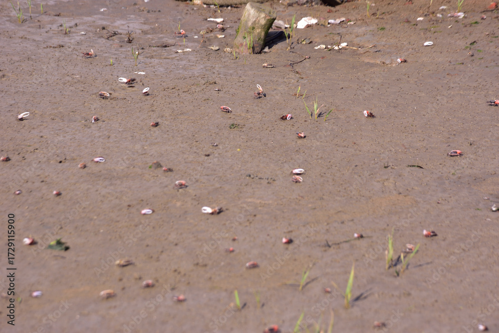 Fototapeta premium This image is part of a photo series captured at the Bakkhali River in Cox’s Bazar, Bangladesh, documenting the tidal ecosystem, river landscapes, and unique wildlife during low and high tides. 