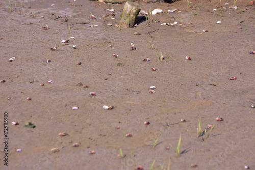 This image is part of a photo series captured at the Bakkhali River in Cox’s Bazar, Bangladesh, documenting the tidal ecosystem, river landscapes, and unique wildlife during low and high tides. 