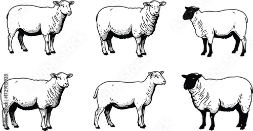 Hand-drawn sheep illustrations showing different breeds and wool textures, perfect for farming, livestock, agriculture, and animal husbandry design projects.