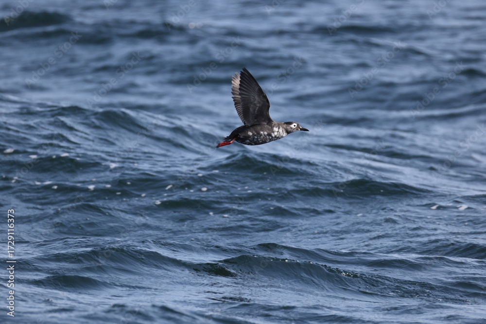Obraz premium The spectacled guillemot or sooty guillemot (Cepphus carbo) is a seabird in the auk family. This photo was taken in Hokkaido, Japan.