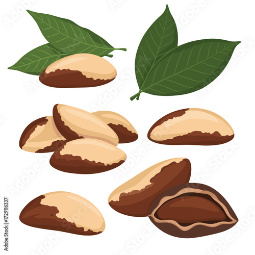 Brazil nuts are nutritious and healthy food.