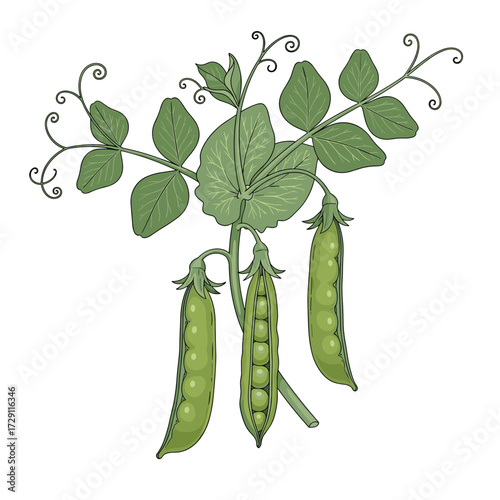 Fresh green peas growing on a vine with leaves and tendrils.