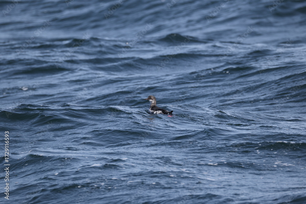 Obraz premium The pigeon guillemot (Cepphus columba) is a species of bird in the auk family, Alcidae. This photo was taken in Hokkaido, Japan.