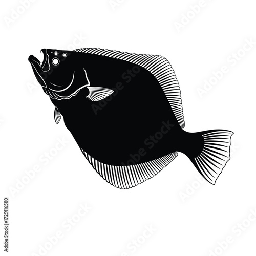A detailed black and white illustration of a flatfish.