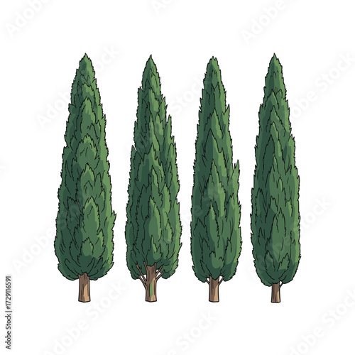 Four tall cypress trees in a row on a white background.