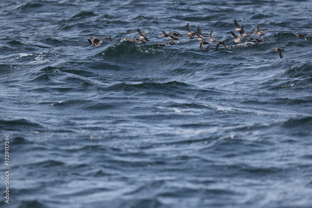 Obraz premium The crested auklet (Aethia cristatella) is a small seabird of the family Alcidae, distributed throughout the northern Pacific and the Bering Sea. This photo was taken in Hokkaido, Japan.