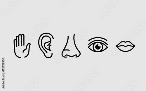Minimalist vector illustration of human senses icons symbols for healthcare education and design silhouette vector illustration white background