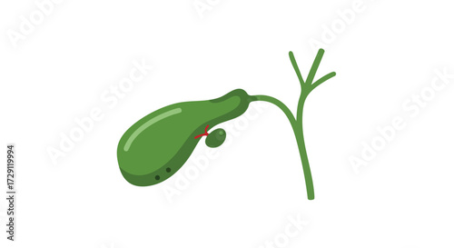Illustration of a Human Gallbladder Anatomical Medical Graphic Healthcare