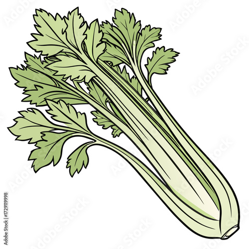 A bunch of fresh crisp celery stalks with vibrant green leaves and pale green ribs isolated on a clean white background presented in a simple yet appealing illustration style