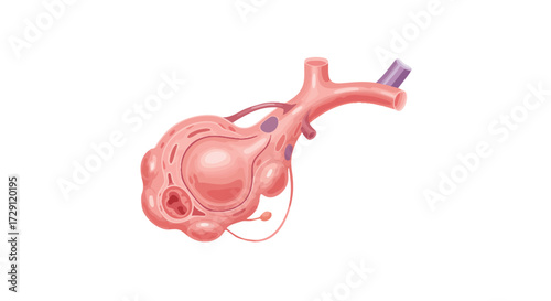 Medical Illustration of Human Alveoli for Educational or Healthcare Purposes