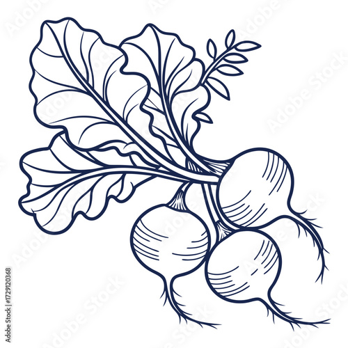 A hand drawn line art illustration of a bunch of fresh radishes with green leaves and roots on a white background