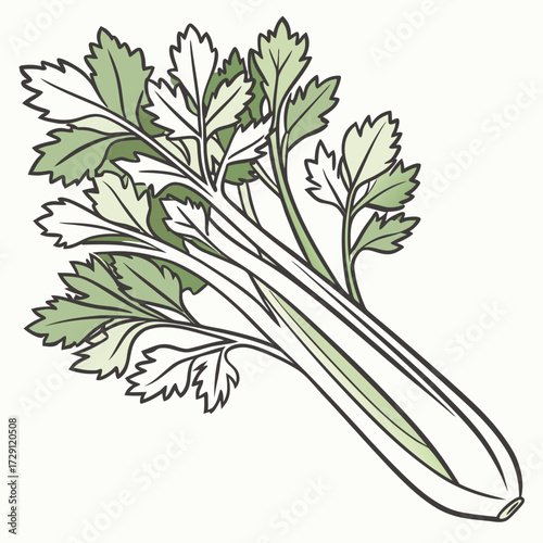 A simple line drawing illustration of a fresh green celery stalk with its feathery leaves isolated on a plain white background representing healthy eating and organic produce