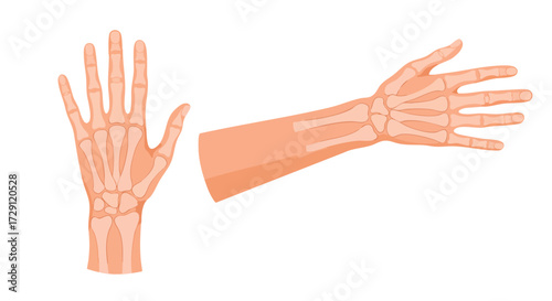 Anatomical illustration of a human hand, showcasing the skeletal structure and skin.