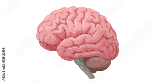Illustration of a human brain with visible lobes and cerebellum.