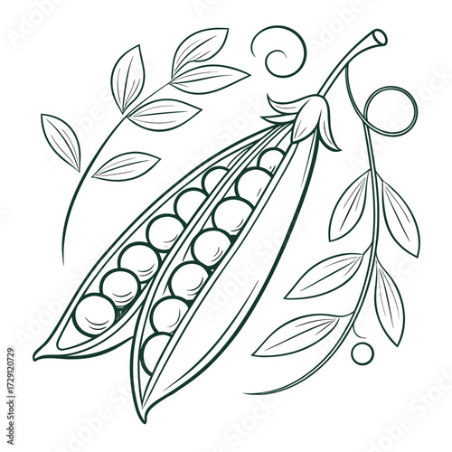 A stylized line art illustration of two open pea pods filled with round peas surrounded by delicate green leaves and tendrils on a white background evoking a fresh and natural feel