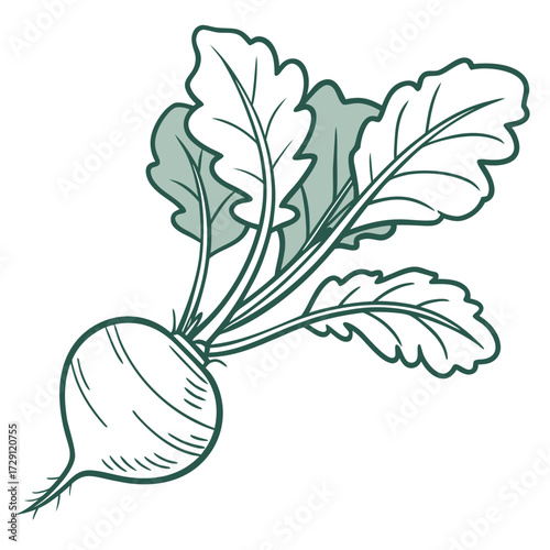 A stylized line drawing illustration of a single fresh beet with vibrant green leaves and a root presented on a clean white background for versatile design use
