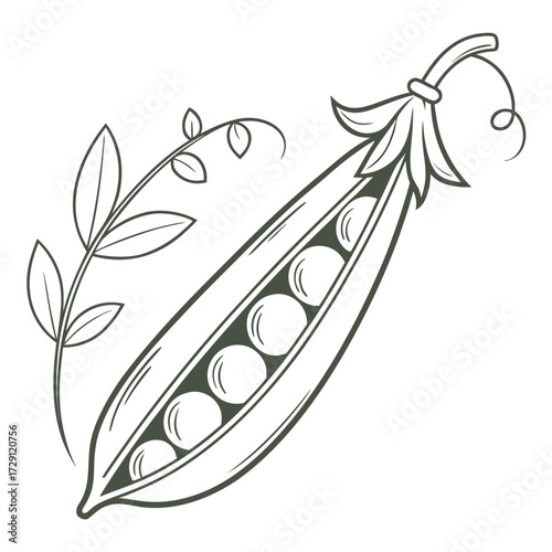 A stylized line drawing of an open pea pod revealing its round green peas nestled inside accompanied by a delicate pea vine with leaves and tendrils presented on a clean white background