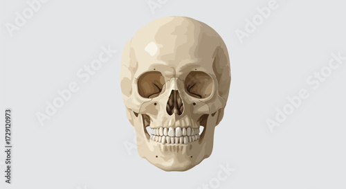 Anatomical illustration of a human skull on a white background.