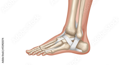 Anatomical illustration of the human foot, showcasing bones, ligaments, and tendons in detail.