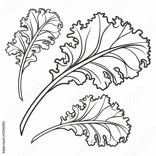 Three detailed black and white line art illustrations of kale leaves with ruffled edges and prominent veins against a clean white background