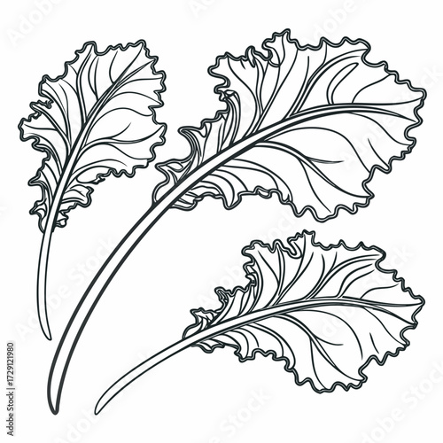 Three stylized line art illustrations of curly kale leaves with prominent veins and ruffled edges on a white background