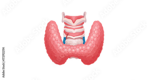 Detailed anatomical illustration of the human thyroid gland and trachea, highlighting its structure and position in the neck.