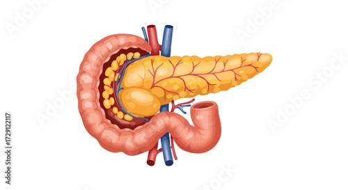 Anatomical illustration of the human pancreas and its surrounding digestive system components.
