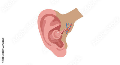Anatomy of the Human Ear Vector Illustration of Inner and Outer Ear Structures