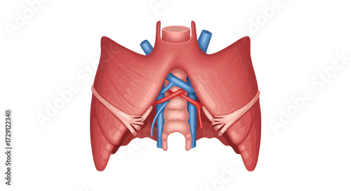 Anatomical Illustration of the Pelvic Floor and Surrounding Structures