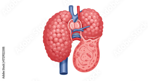 Medical Illustration of Human Kidney Anatomy Detailed Diagram on White Background