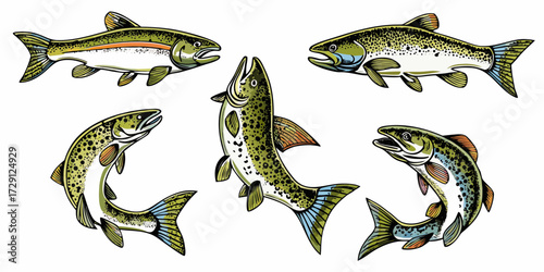 Collection of five different trout fish species illustrated in a realistic style on a white background