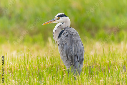 秋雨の中のアオサギ