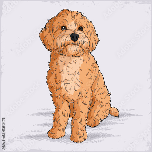 Hand drawn American dog breed Cockapoo sitting calmly in full length, with fluffy curly fur, cute golden poodle puppy sitting on a light background