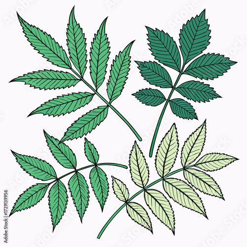 Green cannabis leaves isolated on white background