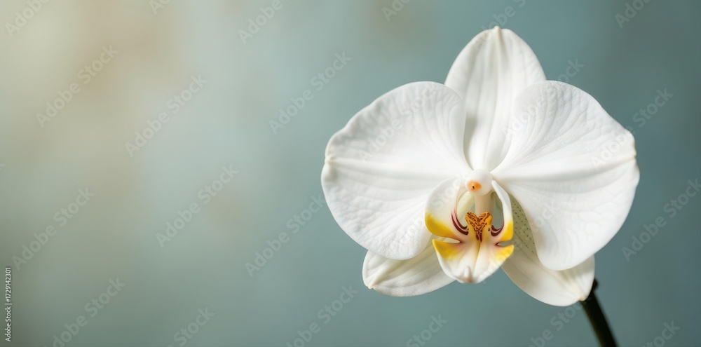 Fototapeta premium Single pure white phalaenopsis orchid against soft background , wedding, delicate