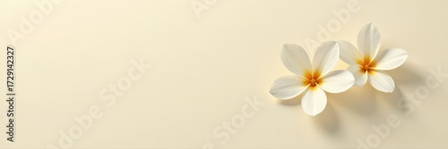 Single white bloom, centered on pale beige paper, soft shadows , bloom, beige paper, delicate