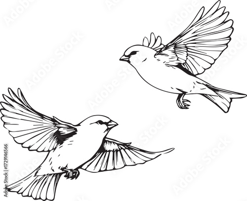 simple line art, two flying bullfinches, vector illustration, clip art style, simple bold lines, white background, no shading, coloring page for kids