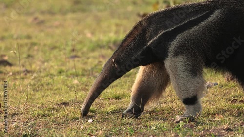 Giant anteater in Pantanal, Brazil. 