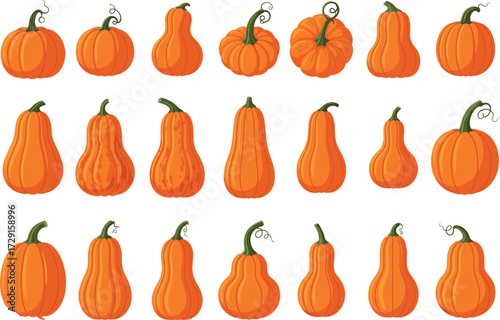 Collection of pumpkins and gourds vector illustration showing diverse shapes, sizes, textures, seasonal harvest design, autumn decoration, botanical agriculture reference