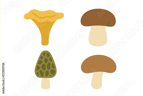 Assortment of popular edible wild mushrooms including golden chanterelle, distinctive morel, and classic porcini fungi