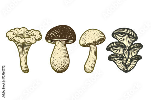 Diverse collection of various edible and wild mushrooms in a detailed vintage engraved style on a clean white background